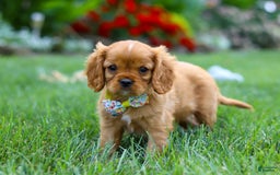 Cavalier King Charles Spaniel dogs for sale: Bradley - Image 4