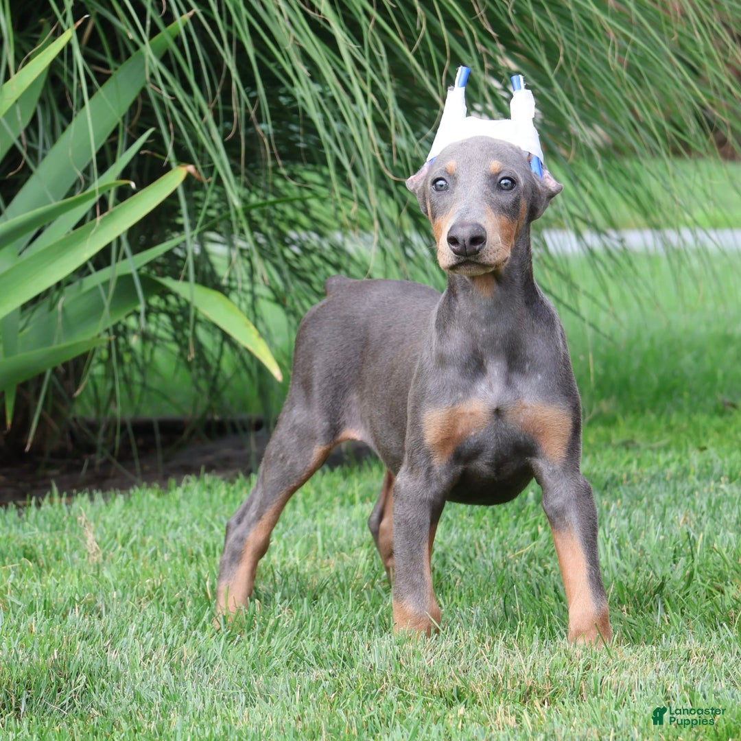 Doberman Pinscher dogs for sale: Luna - Image 2