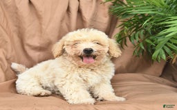 Bichpoo dogs for sale: Lifesaver - Image 9