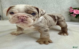 English Bulldog dogs for sale: Eden - Image 2