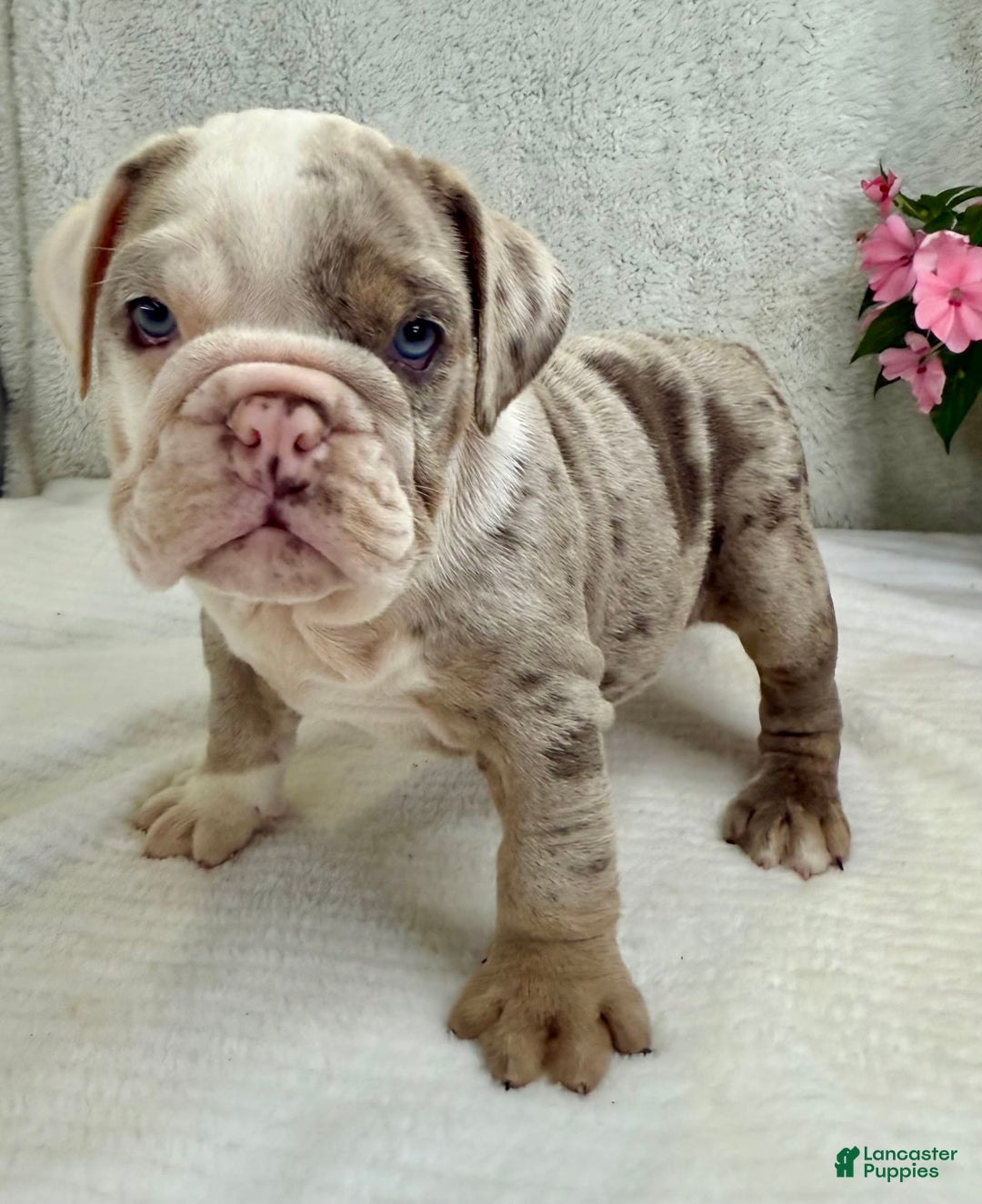 English Bulldog dogs for sale: Eden - Image 2