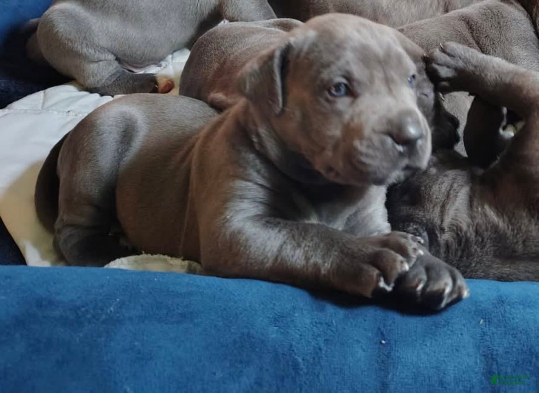 Cane Corso dogs for sale: Delia - Image 10