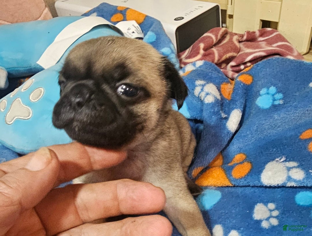 Pug dogs for sale: Midas - Image 3