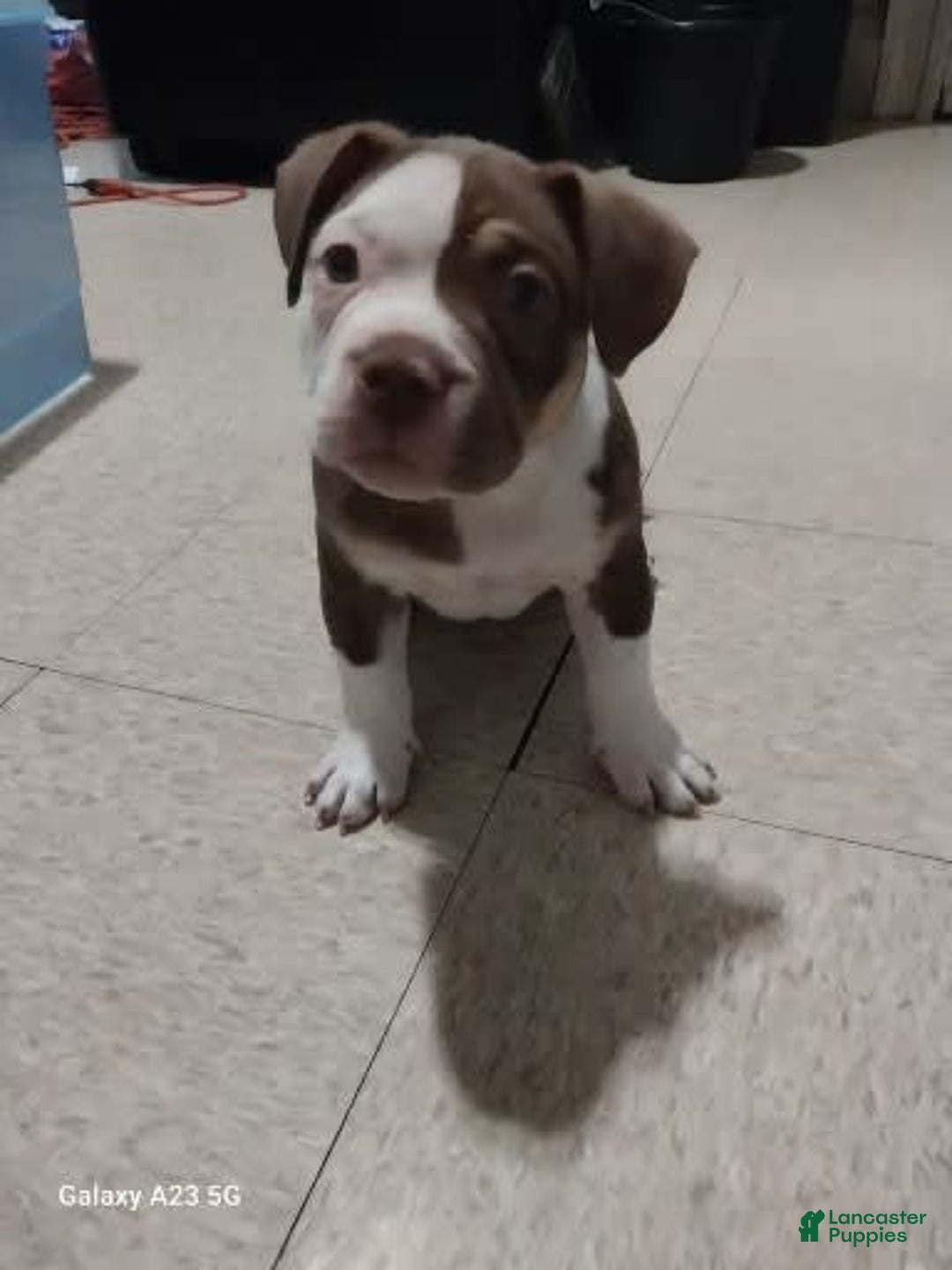 American Bully dogs for sale: Rollie - Image 4