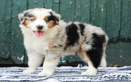 Australian Shepherd dogs for sale: Forest - Image 4
