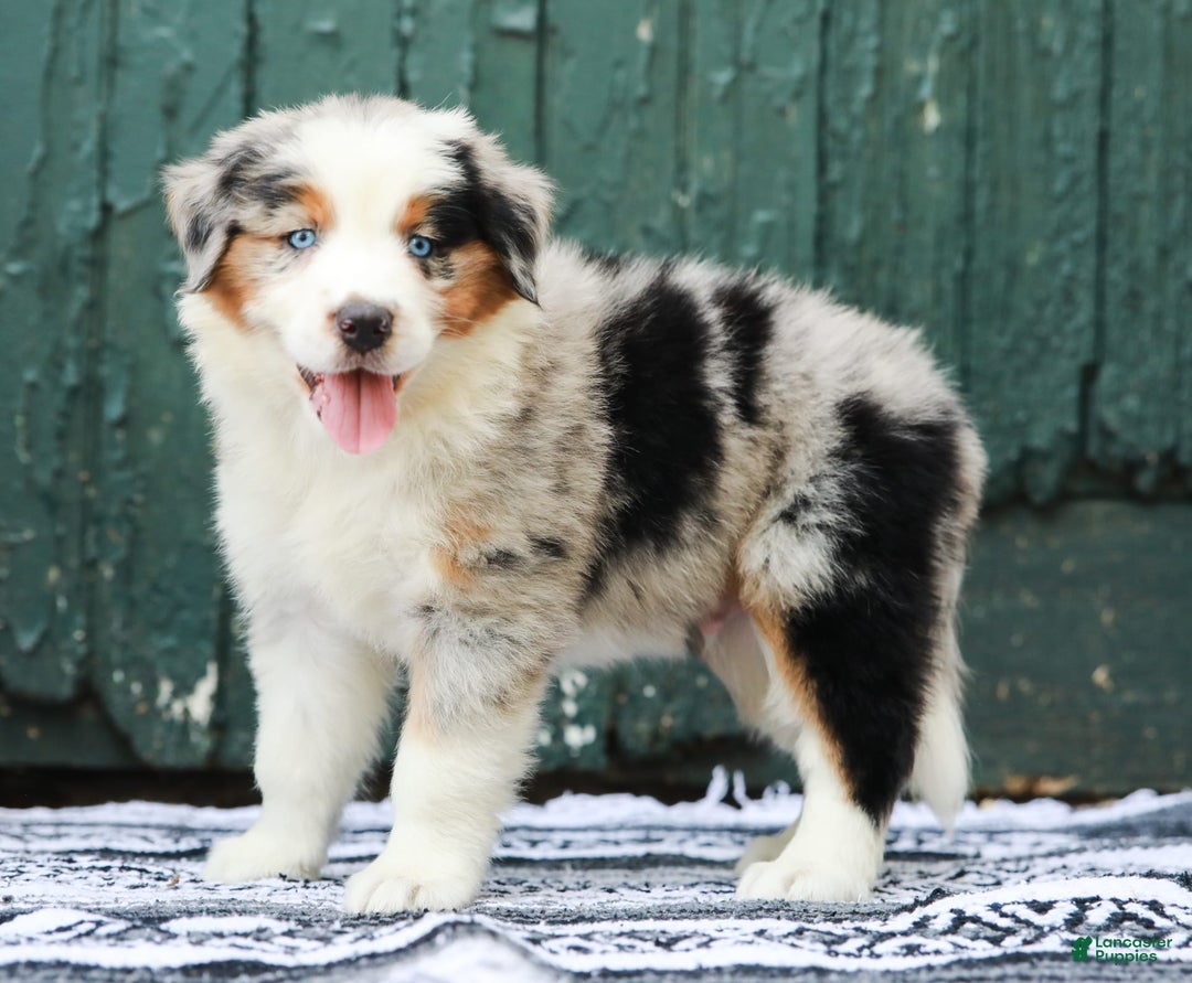 Australian Shepherd dogs for sale: Forest - Image 4