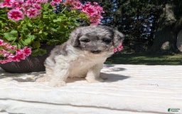 Mini Bernedoodle dogs for sale: Sasha - Image 1