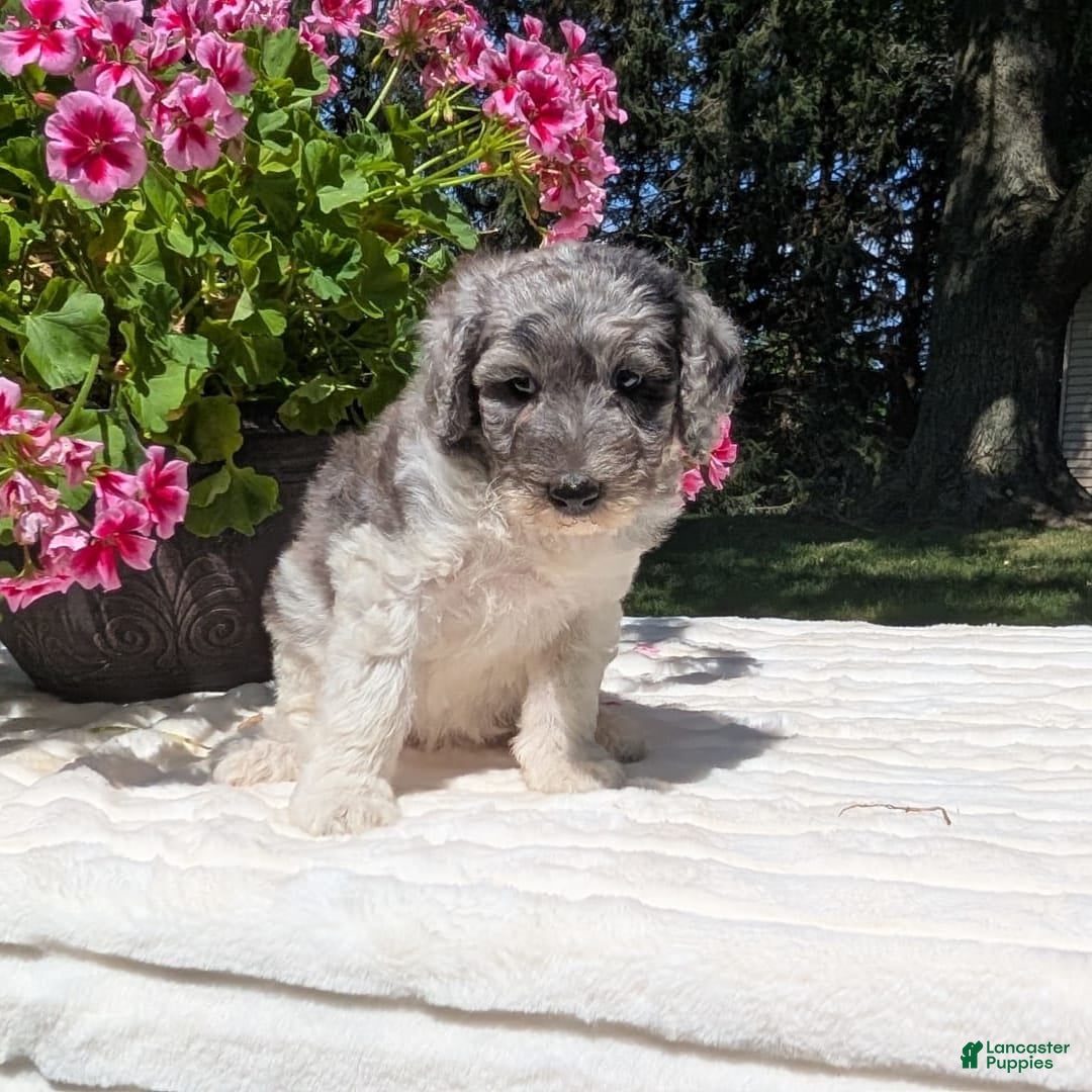 Mini Bernedoodle dogs for sale: Sasha - Image 1