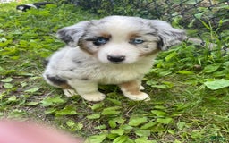 Australian Shepherd dogs for sale: Athena - Image 1