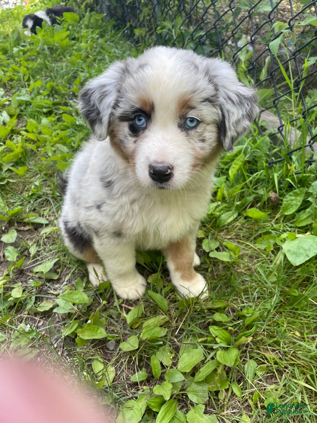 Australian Shepherd dogs for sale: Athena - Image 1