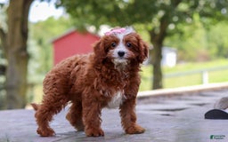 Cavapoo dogs for sale: Levy - Image 9