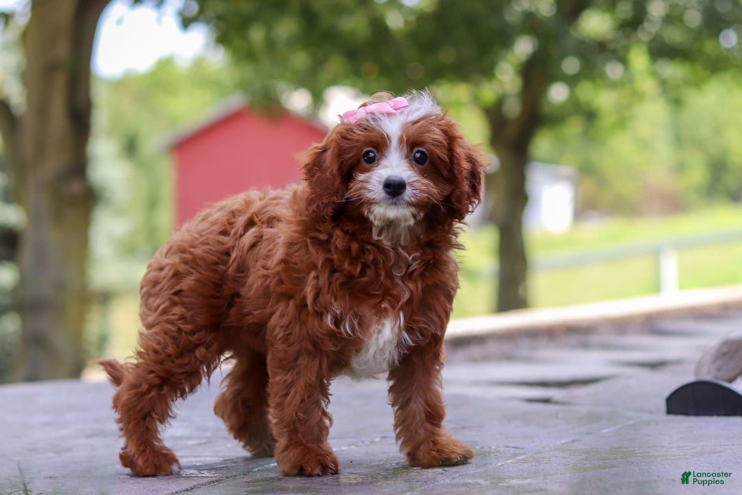 Cavapoo dogs for sale: Levy - Image 9