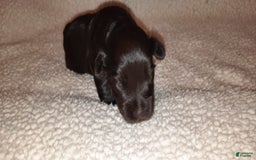 Miniature Schnauzer dogs for sale: Boy2 - Image 17