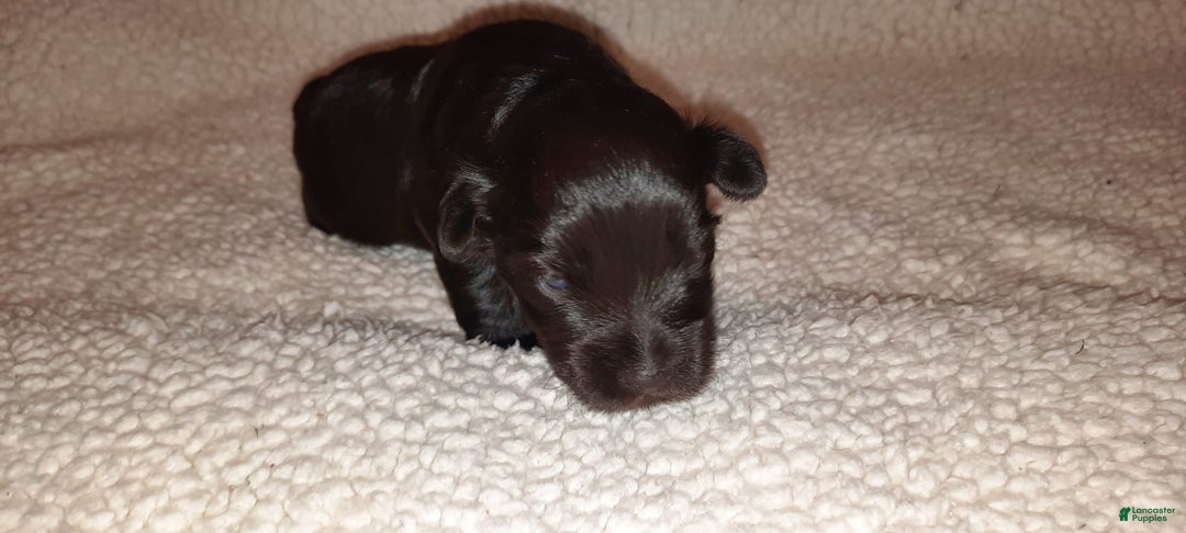 Miniature Schnauzer dogs for sale: Boy2 - Image 17