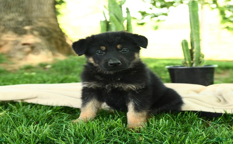 German Shepherd dogs for sale - Ad 4