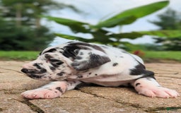 Great Dane dogs for sale: Nino - Image 3