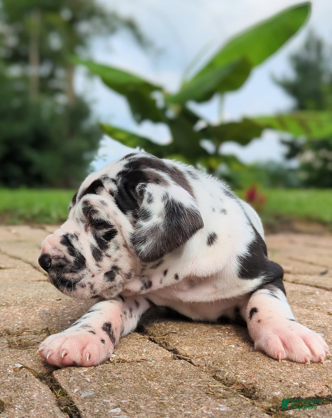 Great Dane dogs for sale: Nino - Image 3
