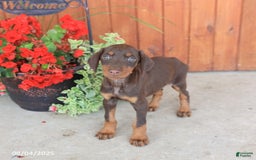 Doberman Pinscher dogs for sale: Diana - Image 2