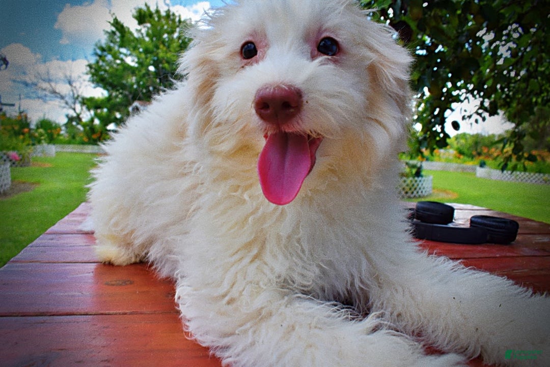 Havapoo dogs for sale: Valiant - Image 2