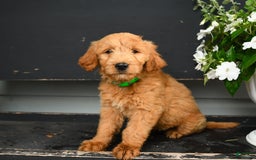 Goldendoodle dogs for sale: Patty - Image 9