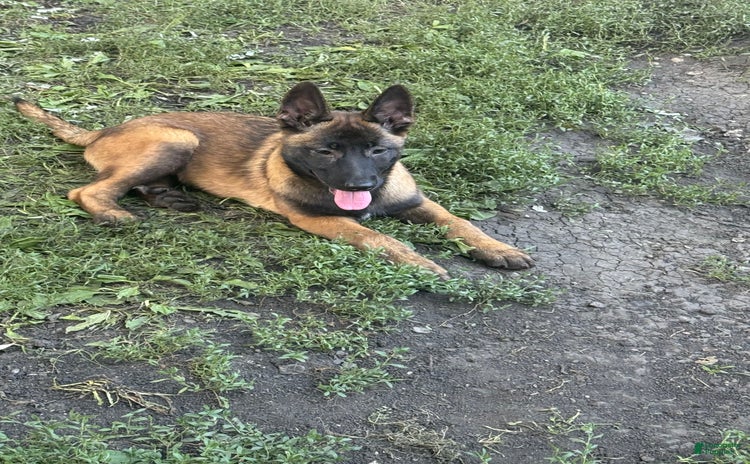 Belgian Malinois dogs for sale - Ad 1