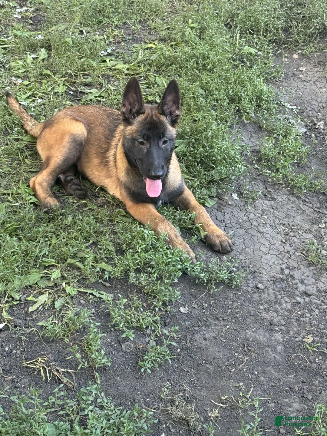 Belgian Malinois dogs for sale: Female - Image 1
