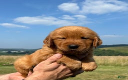 Golden Retriever dogs for sale: Honey - Image 21