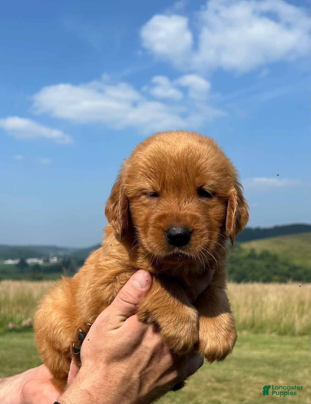 Golden Retriever dogs for sale: Honey - Image 21