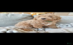 Miniature Poodle dogs for sale: Green - Image 3