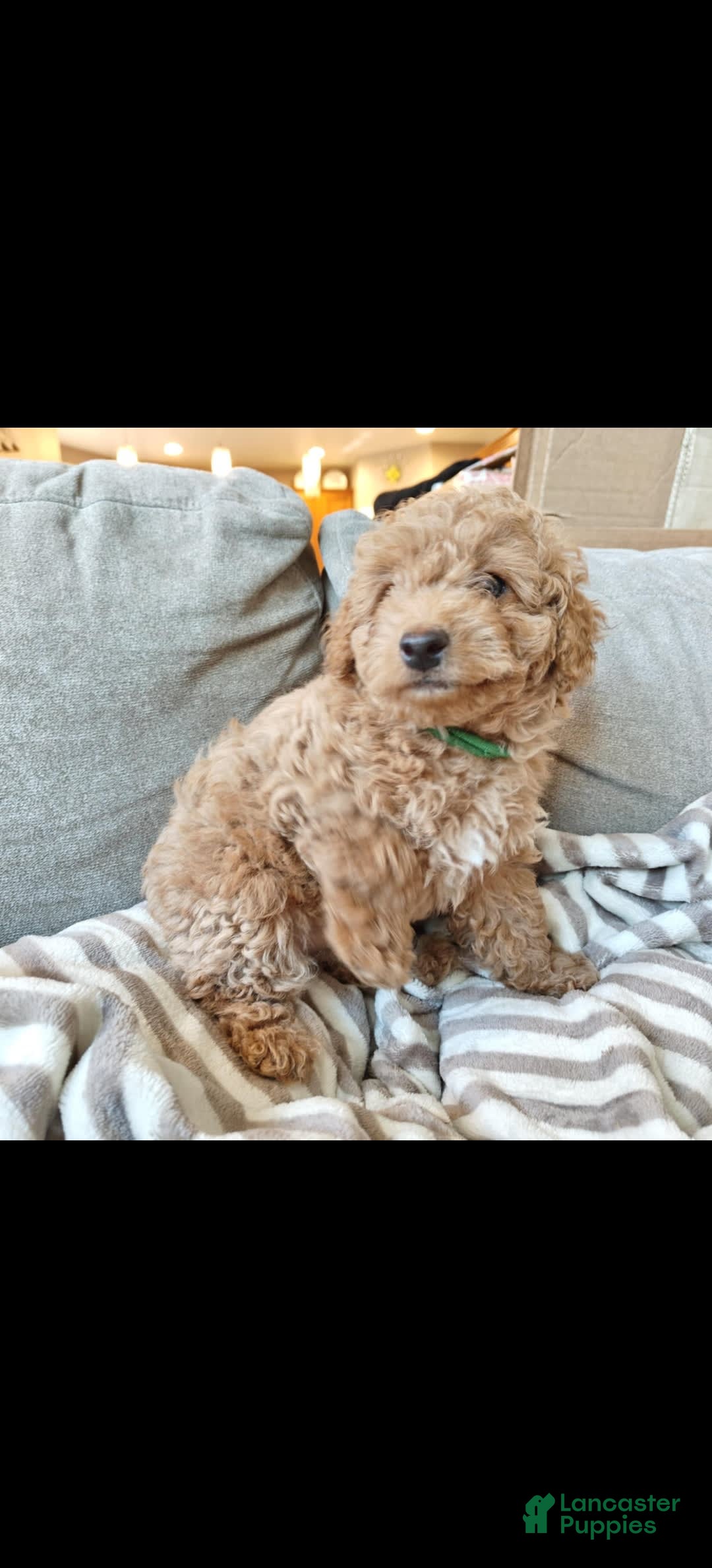 Miniature Poodle dogs for sale: Green - Image 3