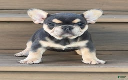French Bulldog dogs for sale: Hilda - Image 7