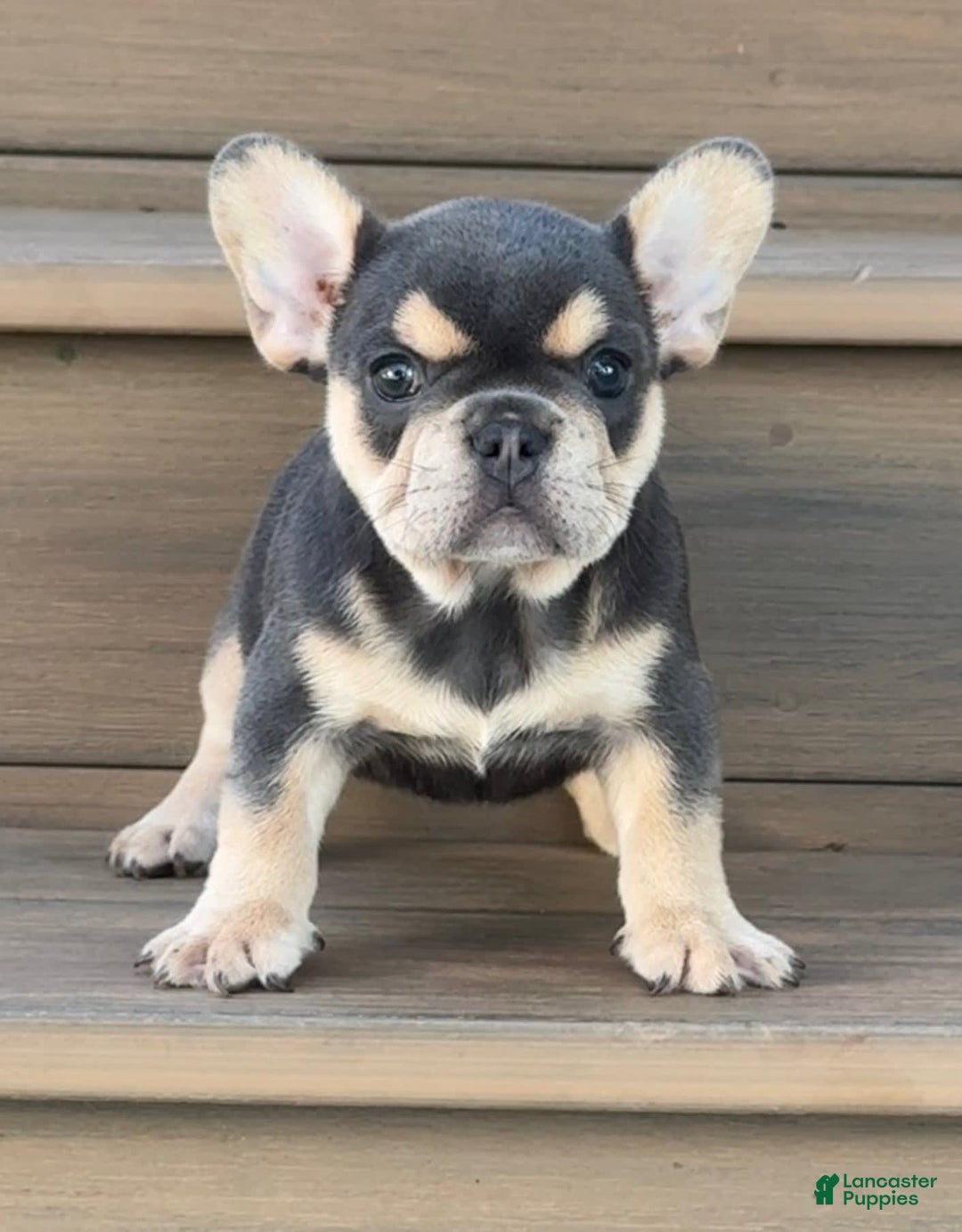 French Bulldog dogs for sale: Hilda - Image 7