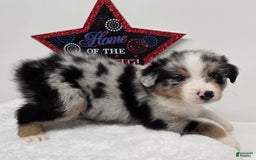 Australian Shepherd dogs for sale: Kane - Image 2