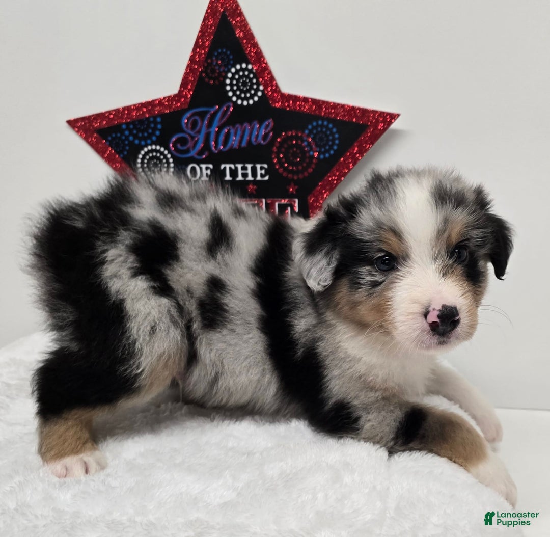Australian Shepherd dogs for sale: Kane - Image 2