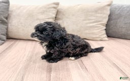 Shihpoo dogs for sale: Rover - Image 3