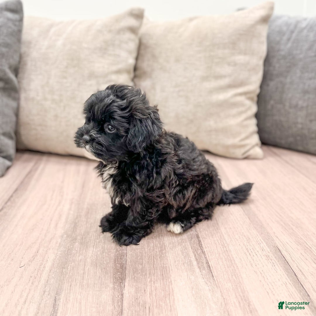 Shihpoo dogs for sale: Rover - Image 3