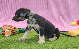 Catahoula Leopard Dog dogs for sale: Tess 2025 Female 4 - Image 15