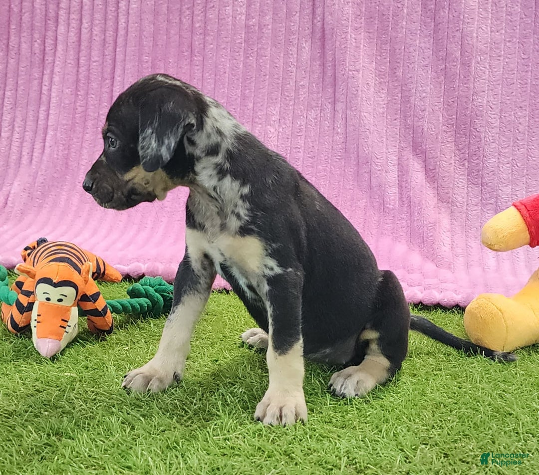 Catahoula Leopard Dog dogs for sale: Tess 2025 Female 4 - Image 15