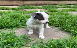 Chihuahua dogs for sale: Lucas - Image 5