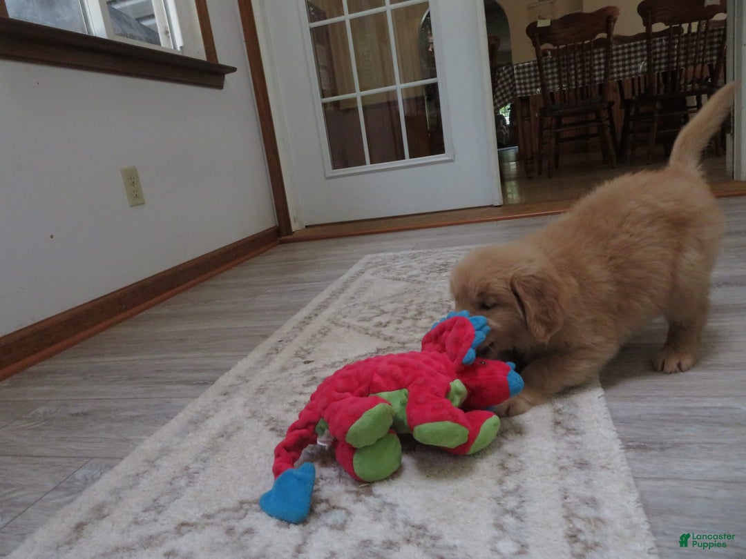 Golden Retriever dogs for sale: Starburst - Image 6