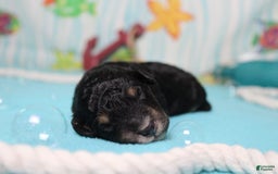 Mini Bernedoodle dogs for sale: Mini Bernedoodle 6 puppies - Image 2