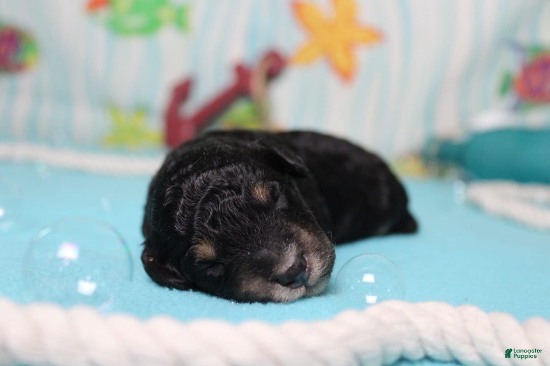 Mini Bernedoodle dogs for sale: Mini Bernedoodle 6 puppies - Image 2