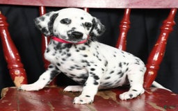 Dalmatian dogs for sale: Ivy - Image 5