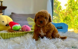 Toy Poodle dogs for sale: Jack - Image 4