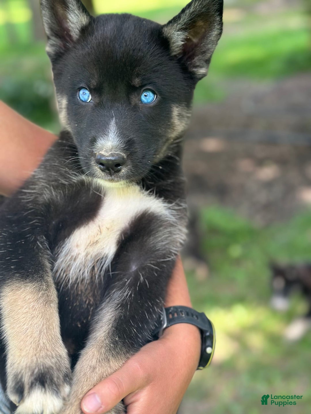 Gerberian Shepsky dogs for sale: Pixy - Image 24