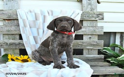 German Shorthaired Pointer dogs for sale: Lacey - Image 3