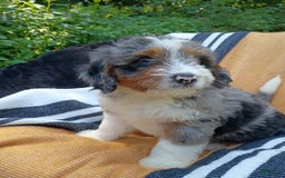 Mini Bernedoodle dogs for sale: Mini Bernedoodle 9 puppies - Image 3