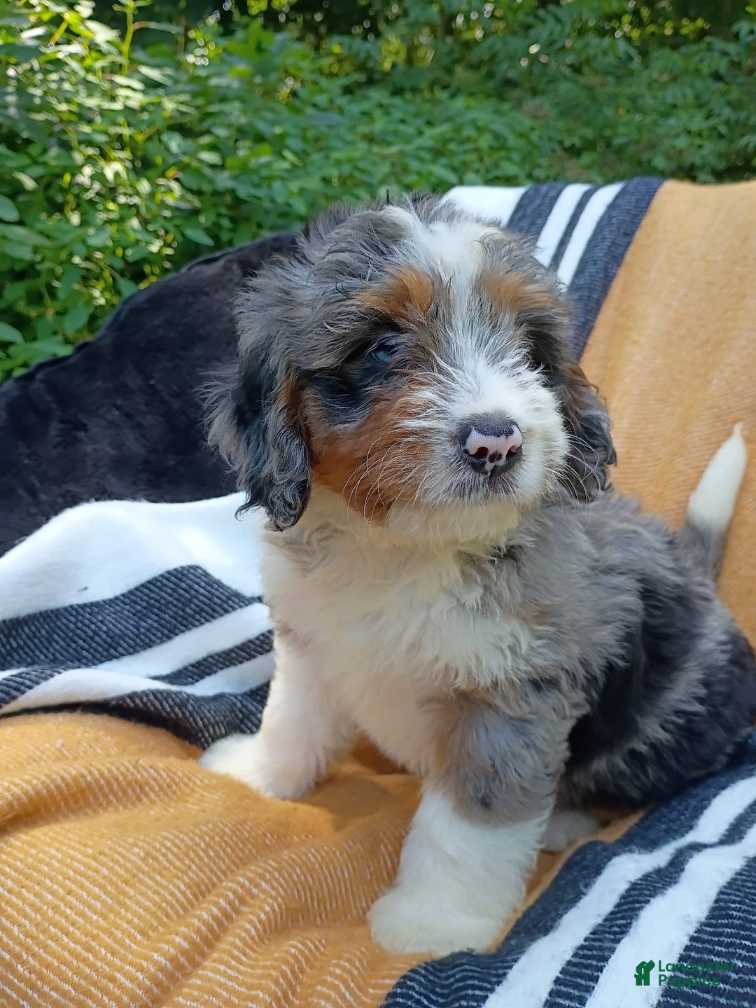 Mini Bernedoodle dogs for sale: Mini Bernedoodle 9 puppies - Image 3