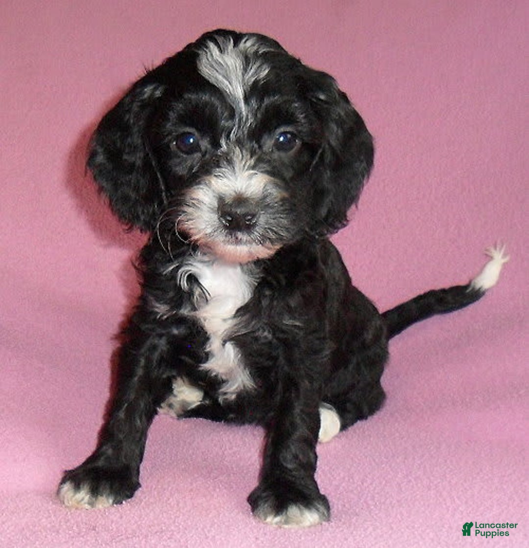 Cockapoo dogs for sale: Roxie - Image 8