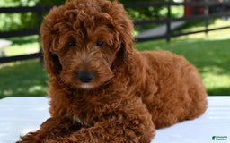 Mini Goldendoodle dogs for sale: Betty - Image 5